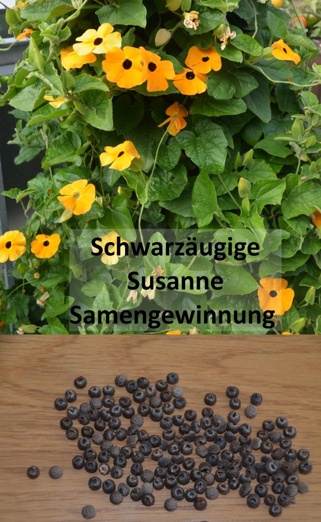 Schwarzäugige Susanne Samenkapsel